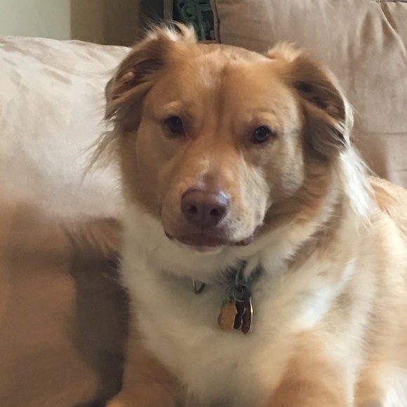 Meet your Posher, Rachel - Picture 2 of 7